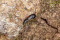 Small cosmopolitan black beetle Royalty Free Stock Photo