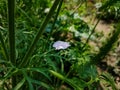 A small cosmos petals fall on the small branch close-up macro shot in the morning Royalty Free Stock Photo