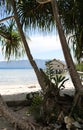Tropical Hut by the Ocean Seen Through Palm Trees
