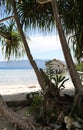 Tropical Hut by the Ocean Seen Through Palm Trees Royalty Free Stock Photo