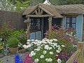 A small country cottage and garden with Leucanthemum x maximum \'Real Royalty Free Stock Photo