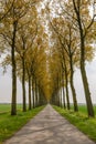 A small country road on a dyke with trees on the island Goeree-Overflakkee in the Netherlands