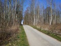 Small country road with trees on the sides