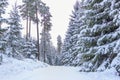 Small country road in winter - Sweden Royalty Free Stock Photo