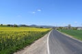 small country road between yellow canola field and green grain field in the Eifel