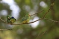 Small couple of parrots in a tree