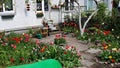 Small courtyard in the Latvian city of Jurmala where many colorful tulips bloom in May 2021 Royalty Free Stock Photo