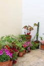 Small courtyard with plants and flowers
