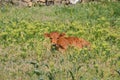 Small cow calf on green wild grass Royalty Free Stock Photo