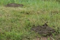 Small cow droppings on a natural meadow Royalty Free Stock Photo