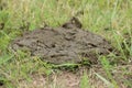 Small cow droppings on a natural meadow Royalty Free Stock Photo