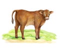 Small cow on the green grass. Hand drawn illustration. Cute baby farm animal. Brown hair young calf standing on the Royalty Free Stock Photo