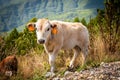 Small cow looking into the camera Royalty Free Stock Photo