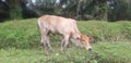 Small cow eating fresh grass