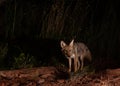 Small coyote at night looking towards the camera Royalty Free Stock Photo