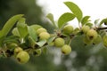 Small Crab Apples