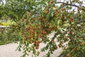 Small crab apples growing in an orchard. Royalty Free Stock Photo