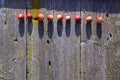 Small crab apples line on old wooden used background Royalty Free Stock Photo