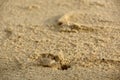 Small crab on beach Royalty Free Stock Photo
