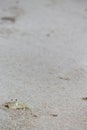 Small crab called Marinha Farinha coming out of its burrow in the sand on the beach