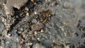 A small crab camouflages perfectly among the pebbles underwater Royalty Free Stock Photo