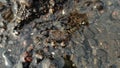 A small crab camouflages perfectly among the pebbles underwater Royalty Free Stock Photo