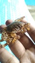 A Small Crab caught in the beach