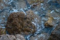 Small crab, crabs on rocks at the beach, at the sea