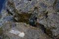 Small crab, crabs on rocks at the beach, at the sea