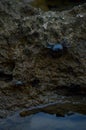 Small crab, crabs on rocks at the beach, at the sea