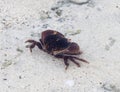 Rough red-eyed crab (Eriphia ferox) during low tide at Watamu beach, Kenya Royalty Free Stock Photo