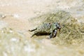 Small crab goes to the water on coastal rocks Royalty Free Stock Photo
