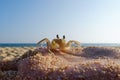 Small Crab on hand of caucasian woman on blue sky background. Royalty Free Stock Photo