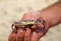 Small Crab - Hand-held