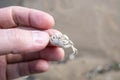 Small crab in the hands, against the background of sand. Close-up. Royalty Free Stock Photo