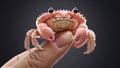 A small crab is held in the palm of a hand, AI Royalty Free Stock Photo