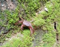 Small crab in her face