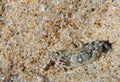 Small crab hiding in the sand, Indian ocean