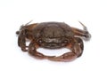 Small Crab isolated on white background