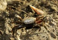Small crab with its big eyes eating on the rocks Royalty Free Stock Photo
