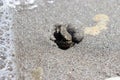 Small crab on beach