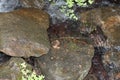 Small Crab over a Brook Rocks