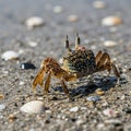 A small crab, possibly a sand or ghost crab, is walking on a sandy beach adorned with various Royalty Free Stock Photo