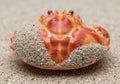 A small crab with a rounded, orange and red speckled shell rests on the sand. The pattern on its Royalty Free Stock Photo