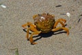 small crab in the sand, Adriatic Sea, sea dweller