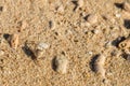 Small crab in the sand of a beach