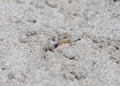 Small crab on the sand close up Royalty Free Stock Photo