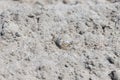 Small crab on the sand close up Royalty Free Stock Photo