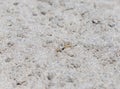 Small crab on the sand close up Royalty Free Stock Photo