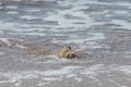 Guadeloupe, small crab Royalty Free Stock Photo